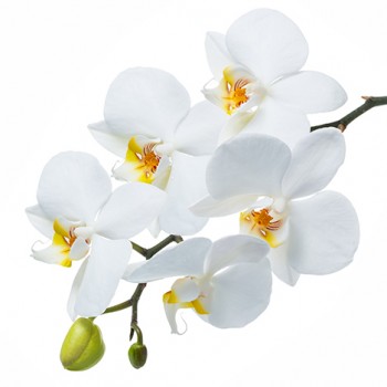 Стол обеденный Танго белый/Орхидея в Ирше - irsha.mebel54.com | фото